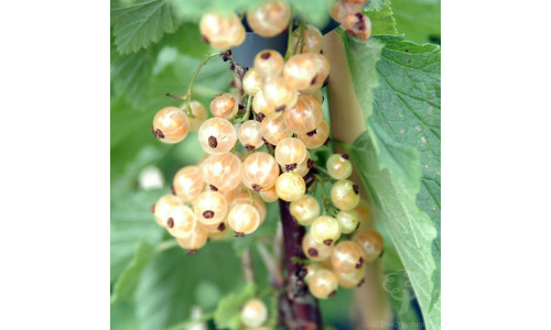Gadelier 'White Pearl' - Ribes 'White Pearl'
